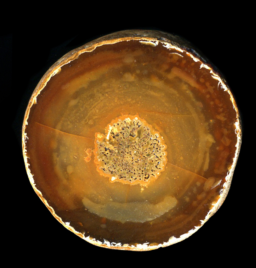 Whitstable Flint Fossil