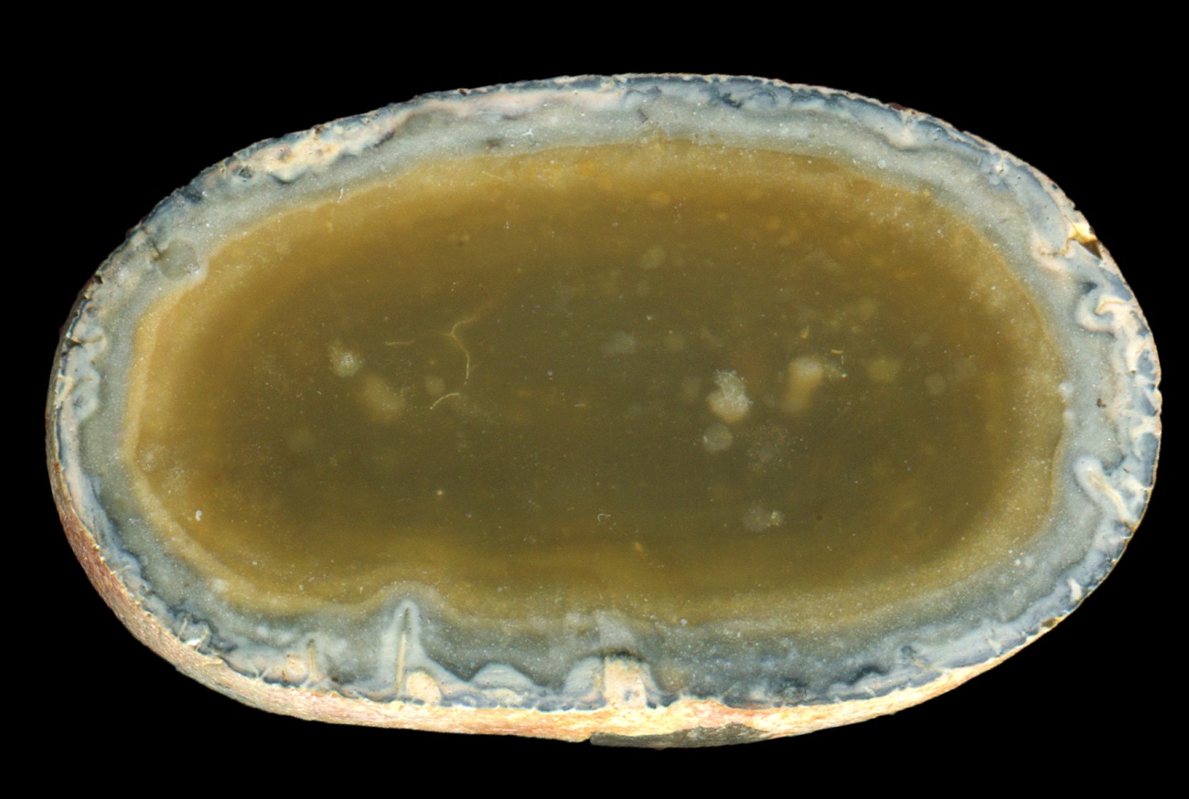 Honey Flint from the South Bank Area with a Tiny Filament
