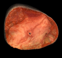 Warden Point Pebble